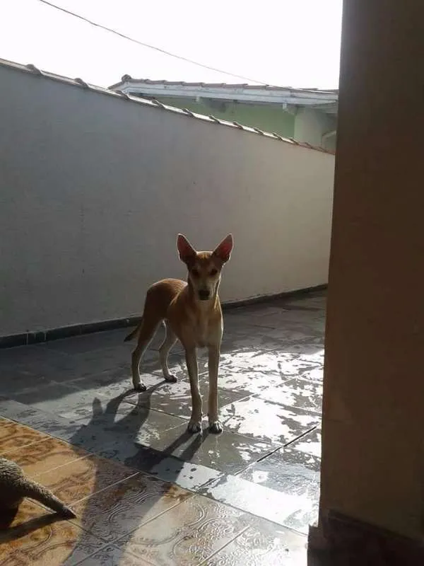 Cachorro ra a Vira Lata idade 2 a 6 meses nome Caramelo