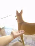 Caramelo