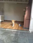 Caramelo
