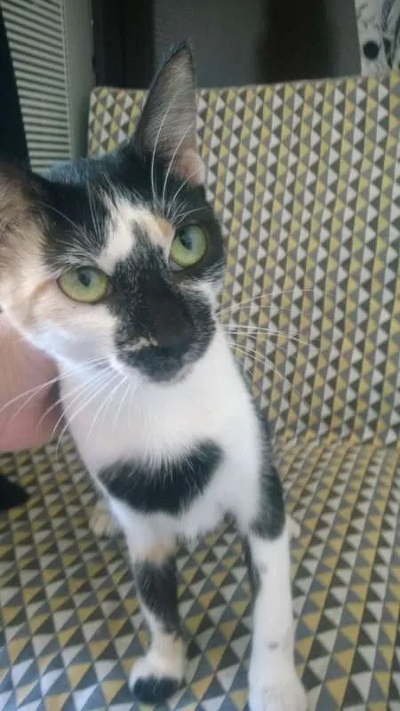 Gato ra a SRD idade 1 ano nome RUTINHA