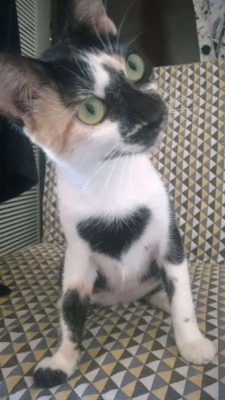 Gato ra a SRD idade 1 ano nome RUTINHA