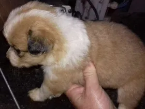 Cachorro raça border collie com mestiça idade Abaixo de 2 meses nome fofuchos