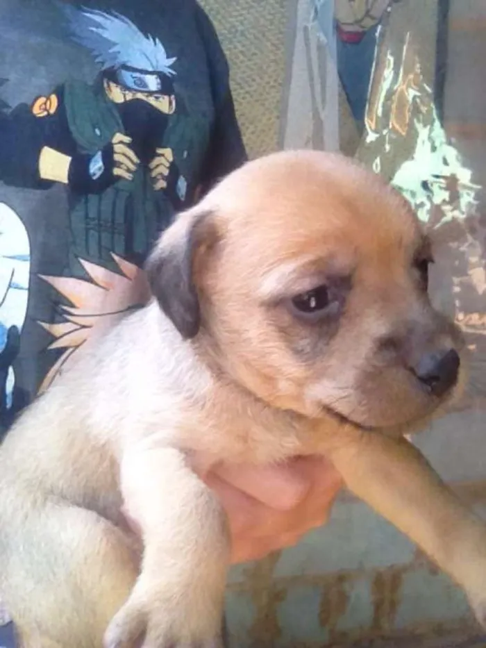 Cachorro ra a Vira lata idade Abaixo de 2 meses nome Não tem
