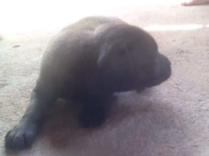 Cachorro ra a Vira lata idade Abaixo de 2 meses nome Não tem