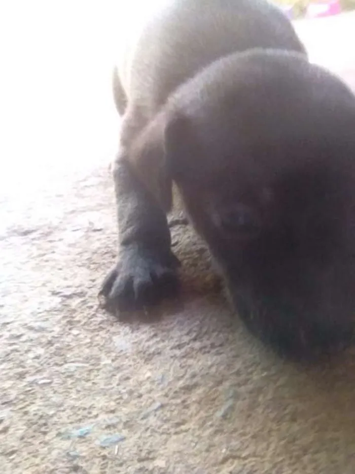 Cachorro ra a Vira lata idade Abaixo de 2 meses nome Não tem