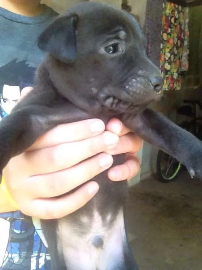 Cachorro ra a Vira lata idade Abaixo de 2 meses nome Não tem
