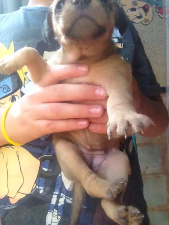 Cachorro ra a Vira lata idade Abaixo de 2 meses nome Não tem