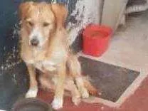 Cachorro ra a Vira lata idade 6 ou mais anos nome Rex