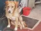 Cachorro raça Vira lata idade 6 ou mais anos nome Rex