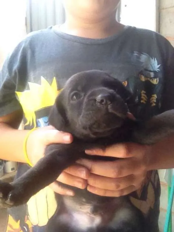 Cachorro ra a Vira Lata idade Abaixo de 2 meses nome Sem nome