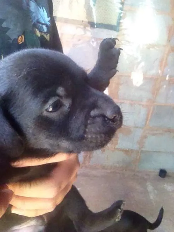 Cachorro ra a Vira Lata idade Abaixo de 2 meses nome Sem nome