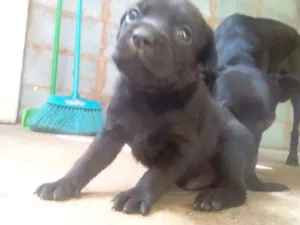 Cachorro raça Vira Lata  idade Abaixo de 2 meses nome Sem nome
