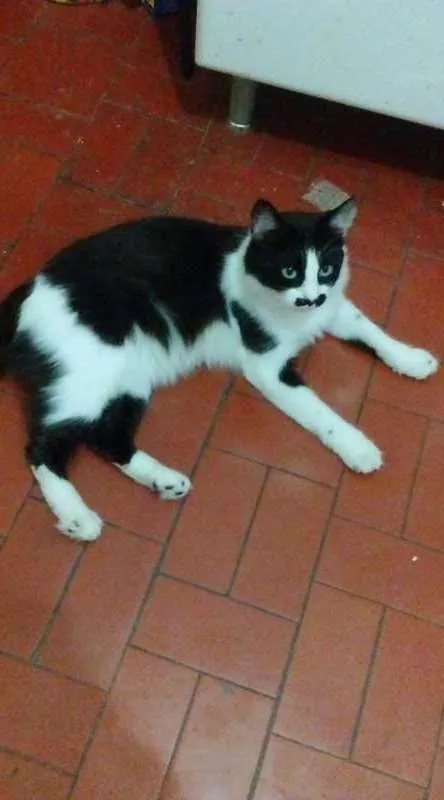 Gato ra a sem raça idade 1 ano nome BIGODINHO