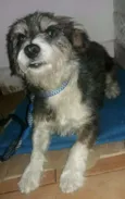 Cachorro raça Pit com puldo idade 5 anos nome Teddy