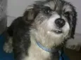Cachorro raça Pit com puldo idade 5 anos nome Teddy