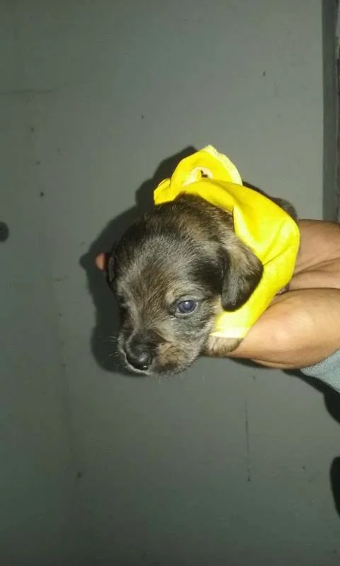 Cachorro ra a SRD idade Abaixo de 2 meses nome nomes indefinidos