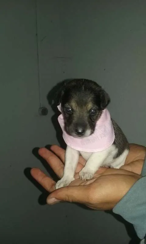 Cachorro ra a SRD idade Abaixo de 2 meses nome nomes indefinidos