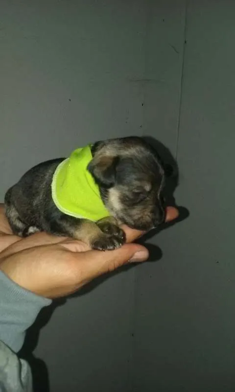 Cachorro ra a SRD idade Abaixo de 2 meses nome nomes indefinidos