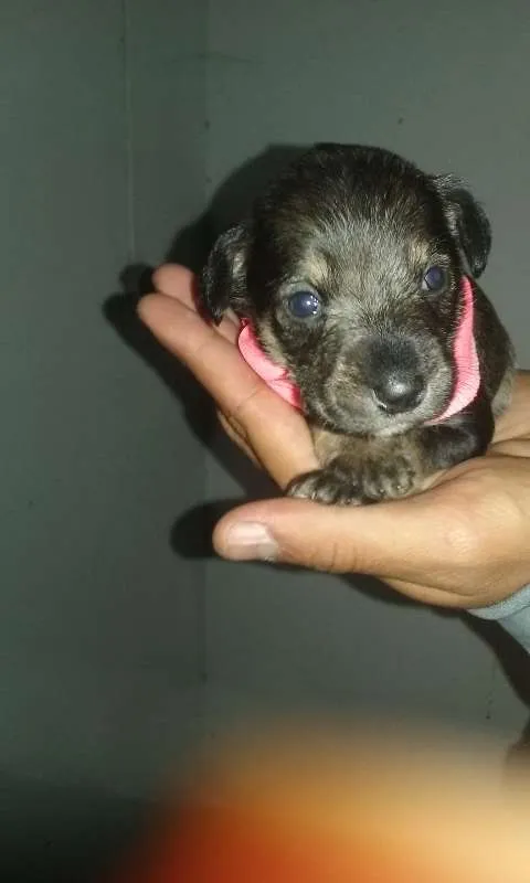 Cachorro ra a SRD idade Abaixo de 2 meses nome nomes indefinidos