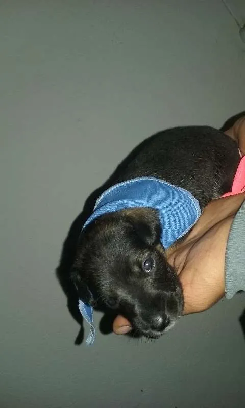 Cachorro ra a SRD idade Abaixo de 2 meses nome nomes indefinidos