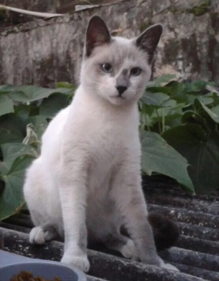 Gato ra a SRD idade 2 a 6 meses nome Melissa