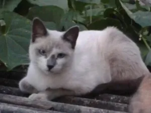 Gato raça SRD idade 2 a 6 meses nome Melissa