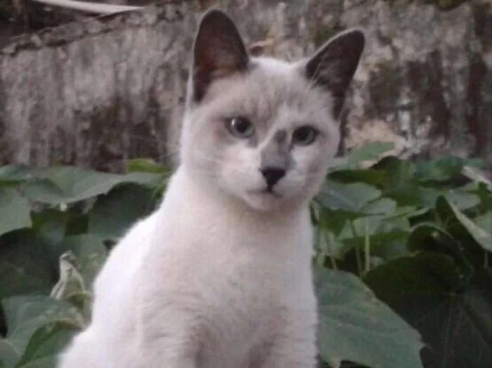 Gato ra a SRD idade 2 a 6 meses nome Melissa