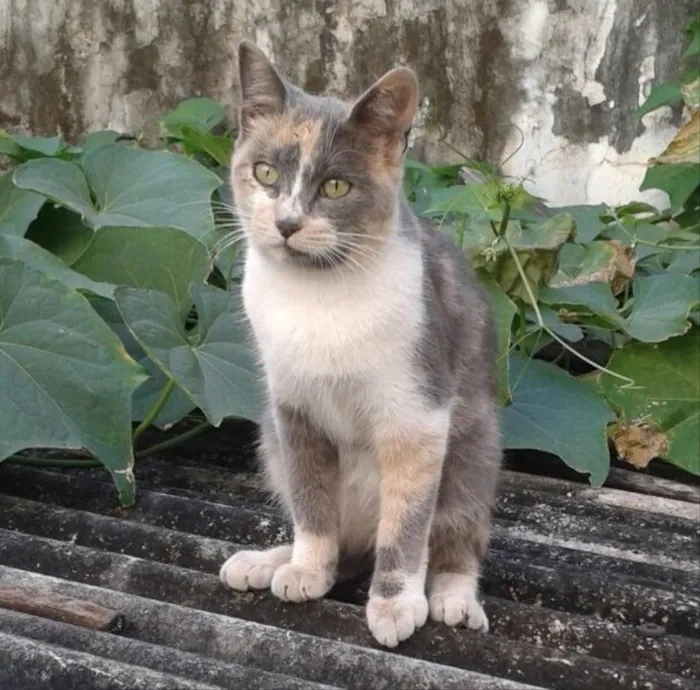 Gato ra a SRD idade 2 a 6 meses nome Avelã