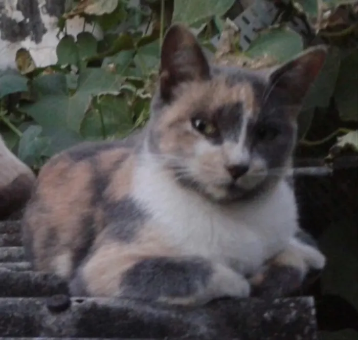 Gato ra a SRD idade 2 a 6 meses nome Avelã