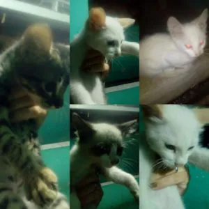 Gato raça Mestiça idade 2 a 6 meses nome Não tem nomes