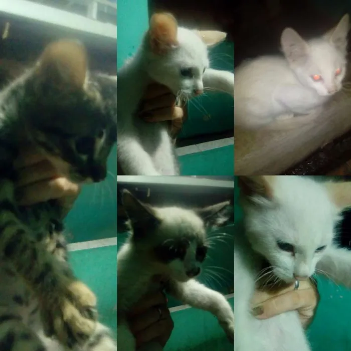 Gato raça Mestiça idade 2 a 6 meses nome Não tem nomes