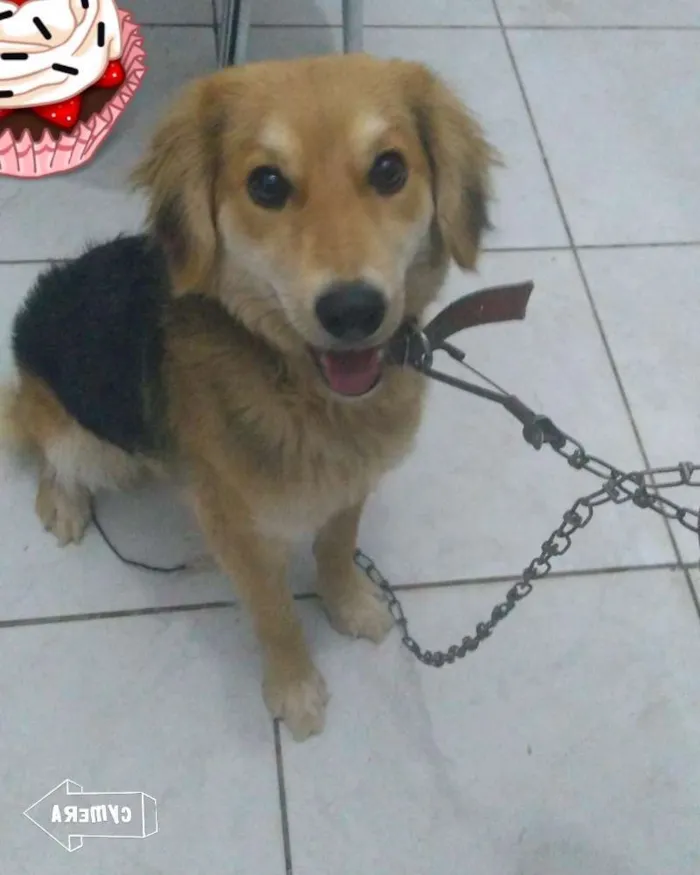 Cachorro raça Vira lata idade 7 a 11 meses nome Meg