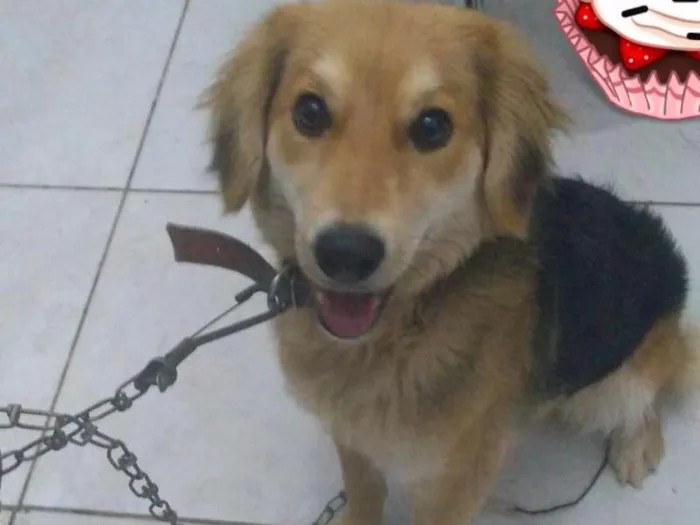 Cachorro raça Vira lata idade 7 a 11 meses nome Meg