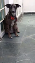 Cachorro raça Vira Lata idade 2 anos nome Marrie