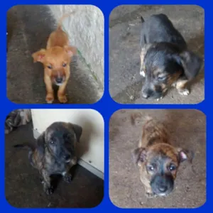 Cachorro raça Srd idade 2 a 6 meses nome Sem nome