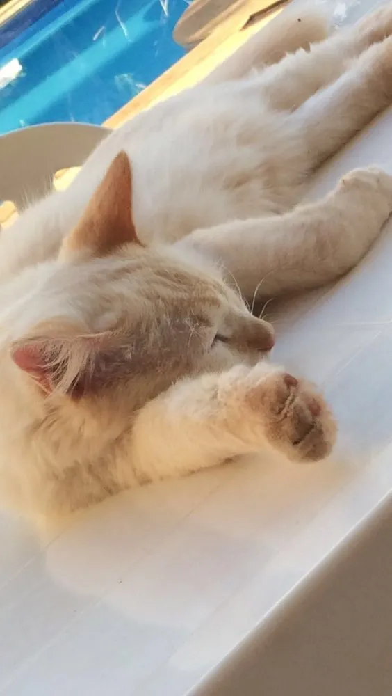 Gato ra a Mistura idade 7 a 11 meses nome Cloudy