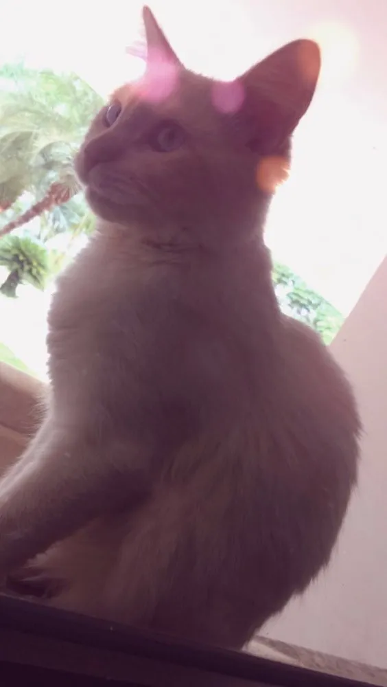 Gato ra a Mistura idade 7 a 11 meses nome Cloudy