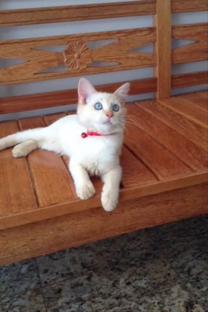 Gato ra a Mistura idade 7 a 11 meses nome Cloudy