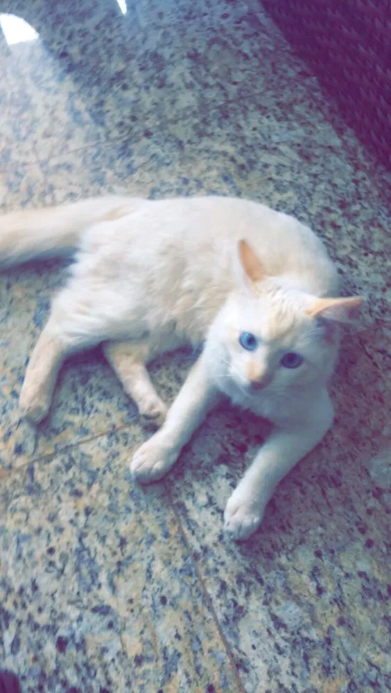 Gato ra a Mistura idade 7 a 11 meses nome Cloudy