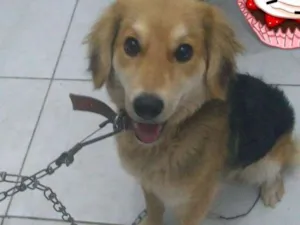 Cachorro raça Vira lata idade 7 a 11 meses nome Meg