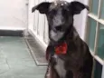 Cachorro raça Vira Lata idade 2 anos nome Marrie
