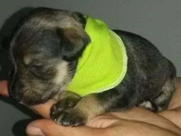 Cachorro ra a SRD idade Abaixo de 2 meses nome nomes indefinidos