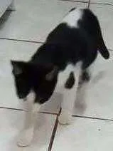 Gato raça  idade 2 a 6 meses nome pique e nique