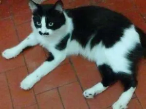 Gato raça sem raça idade 1 ano nome BIGODINHO