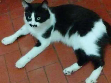 Gato ra a sem raça idade 1 ano nome BIGODINHO