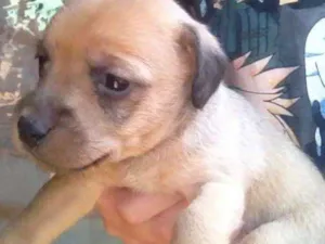 Cachorro raça Vira Lata idade Abaixo de 2 meses nome Sem nome 