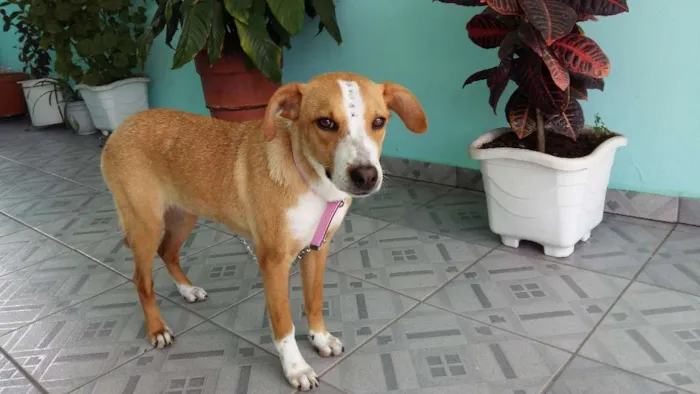 Cachorro raça SRD idade 1 ano nome Linda