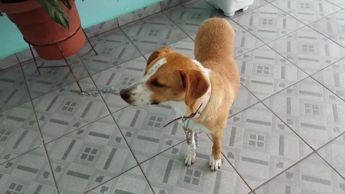 Cachorro raça SRD idade 1 ano nome Linda