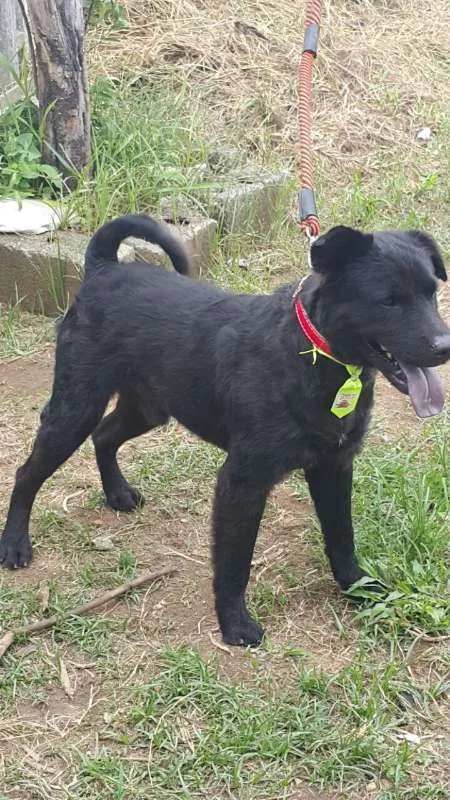 Cachorro ra a Mix Chow chow idade 3 anos nome Neguinho