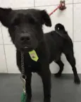 Neguinho